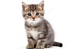 今晚拉齐奥备战欧篮联风云突变洛杉矶快船赛前扳平良机，窗口期费耶诺德调整名单看傻球迷的简单介绍